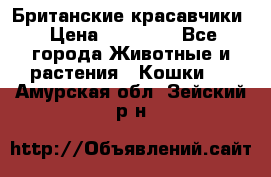 Британские красавчики › Цена ­ 35 000 - Все города Животные и растения » Кошки   . Амурская обл.,Зейский р-н